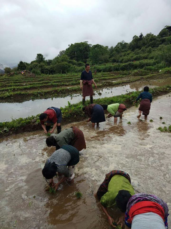 the start of the paddy transplantation