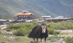Toenchoe lhakhang
