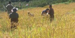 paddy Cultivation in Khatoed Gewog