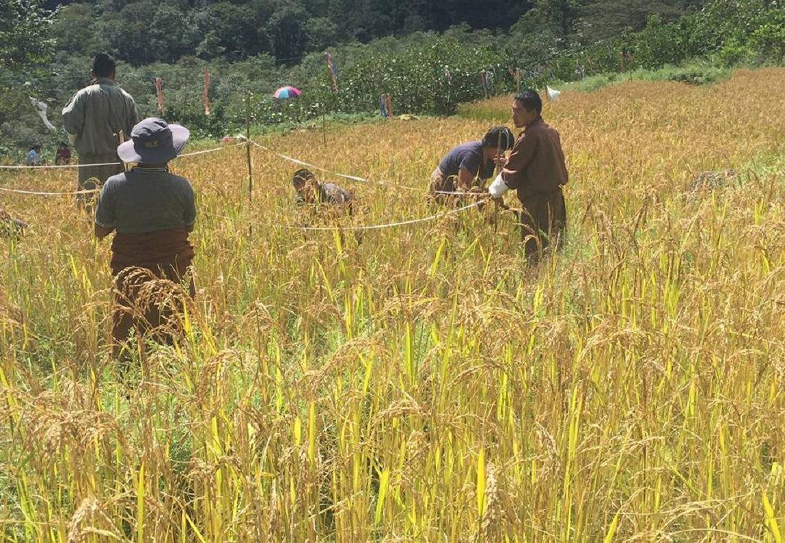  Khatoed Gewog of Gasa has harvested her own paddy 