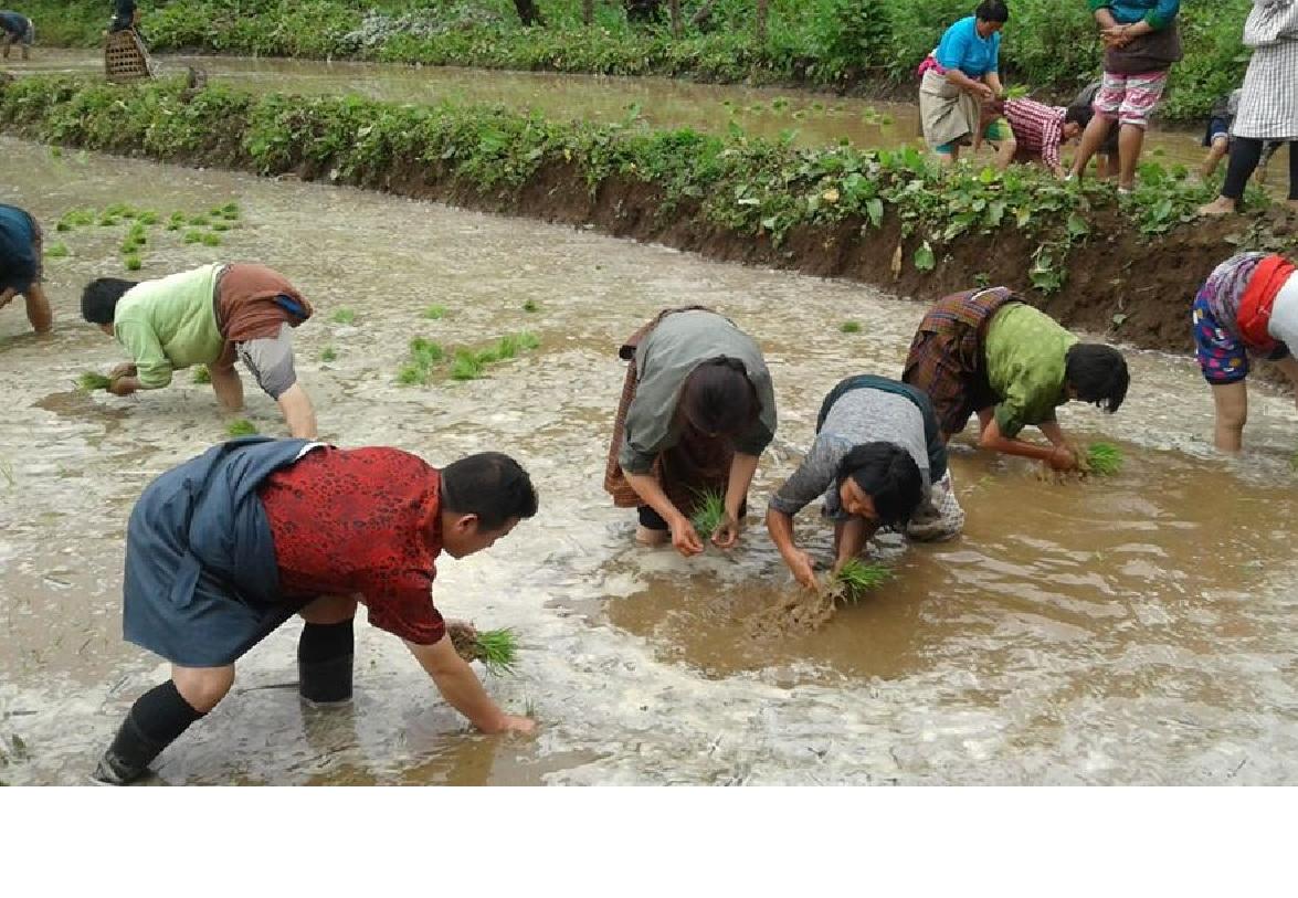 the start of the paddy transplantation