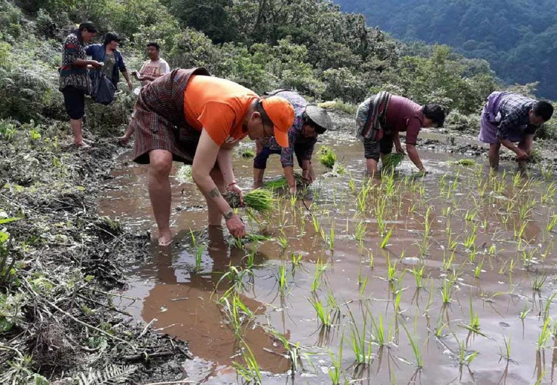 Paddy to Khatoed Gewog